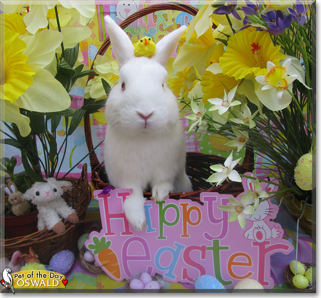 Oswald the Lionhead/Netherland Dwarf mix Rabbit, the Pet of the Day