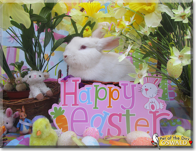 Oswald the Lionhead/Netherland Dwarf mix Rabbit, the Pet of the Day