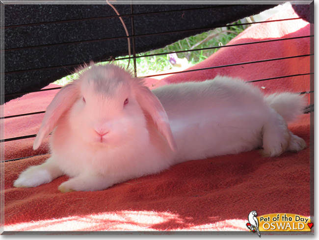 Oswald the Lionhead/Netherland Dwarf mix Rabbit, the Pet of the Day