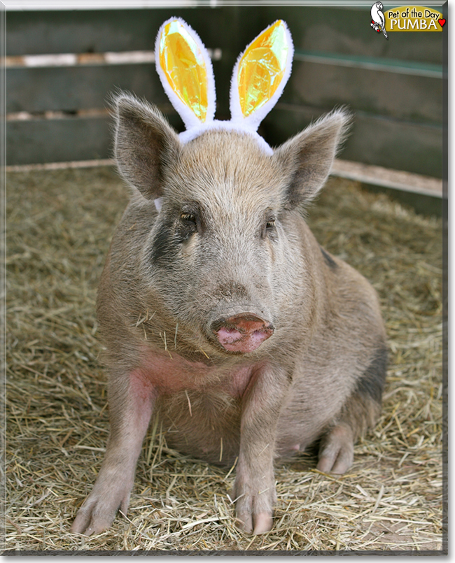 Pumba the Wild Boar, the Pet of the Day