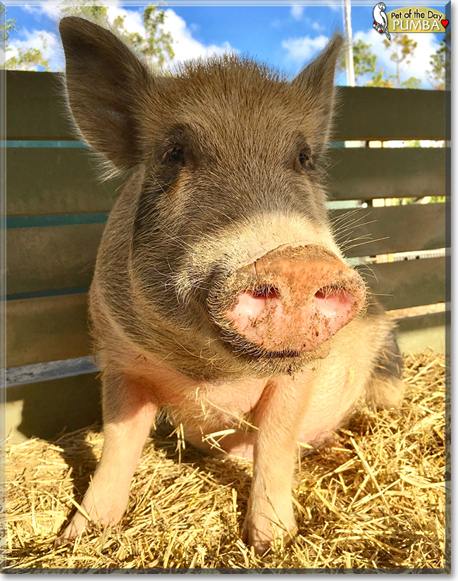 Pumba the Wild Boar, the Pet of the Day