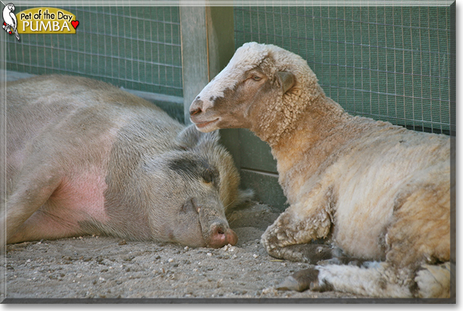 Pumba the Wild Boar, the Pet of the Day