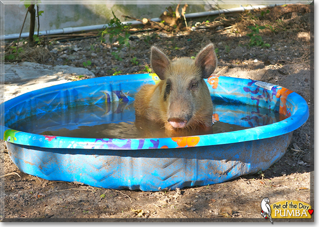 Pumba the Wild Boar, the Pet of the Day