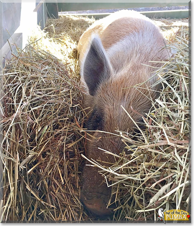 Pumba the Wild Boar, the Pet of the Day