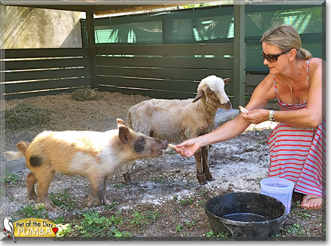 Pumba the Wild Boar, the Pet of the Day