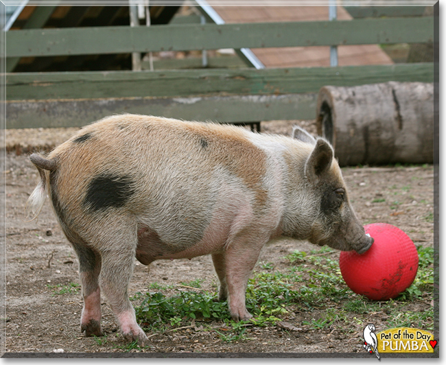 Pumba the Wild Boar, the Pet of the Day