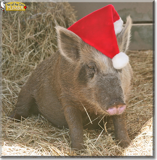 Pumba the Wild Boar, the Pet of the Day