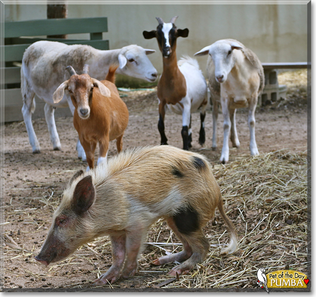 Pumba the Wild Boar, the Pet of the Day