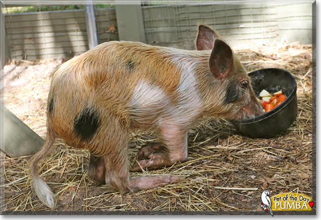 Pumba the Wild Boar, the Pet of the Day