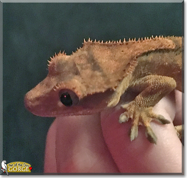 Gorge the Crested Gecko, the Pet of the Day