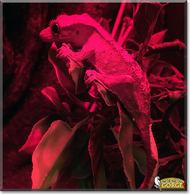Gorge the Crested Gecko, the Pet of the Day