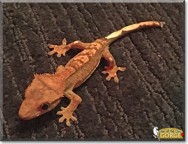 Gorge the Crested Gecko, the Pet of the Day