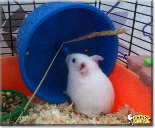 Emma the Hamster, the Pet of the Day