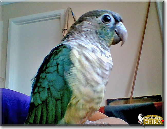 Chika the Turquoise Green Cheek Conure, the Pet of the Day