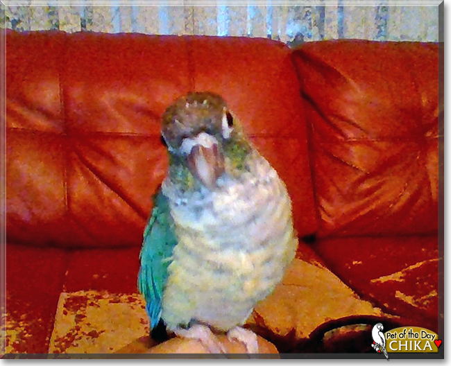 Chika the Turquoise Green Cheek Conure, the Pet of the Day