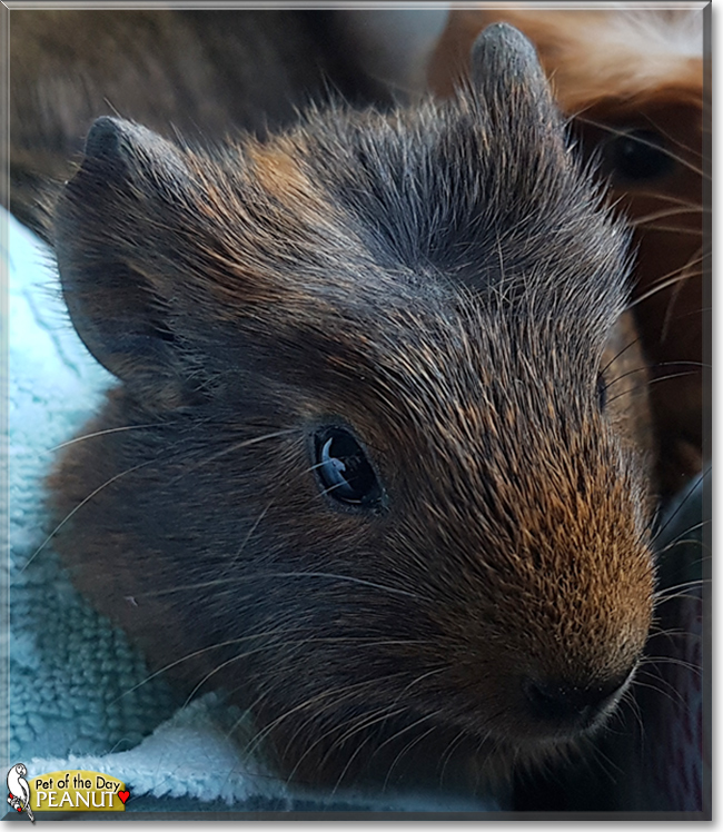 Peanut the Guinea Pig, the Pet of the Day