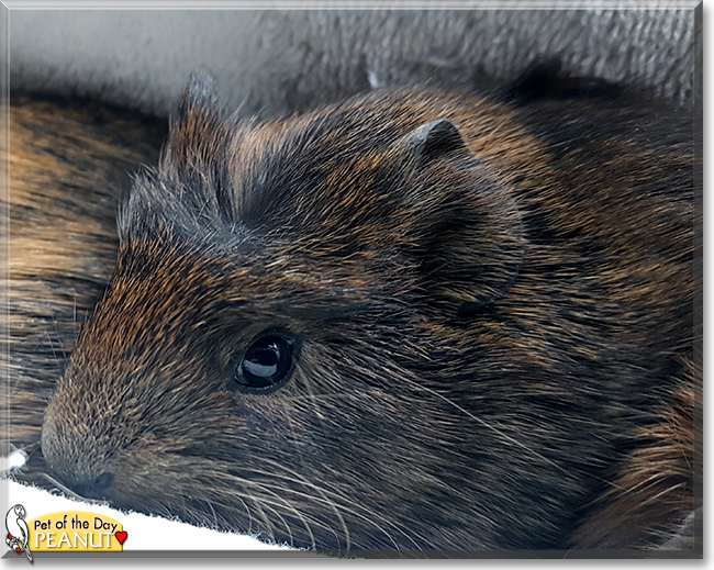 Peanut the Guinea Pig, the Pet of the Day
