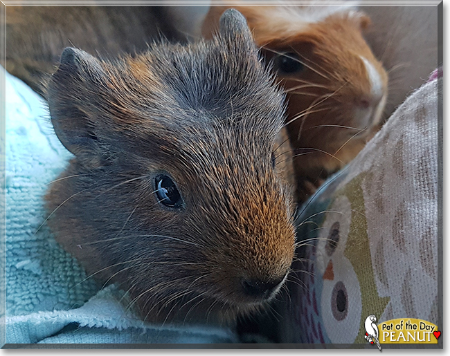 Peanut the Guinea Pig, the Pet of the Day