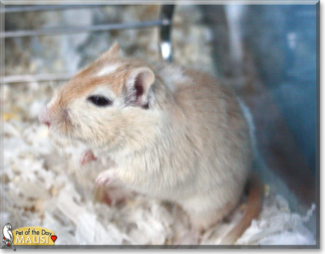 Mausi the Gerbil, the Pet of the Day
