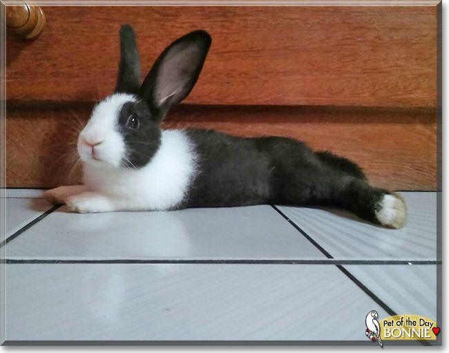 Bonnie the Dutch Rabbit, the Pet of the Day
