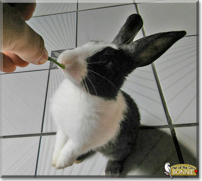 Bonnie the Dutch Rabbit, the Pet of the Day