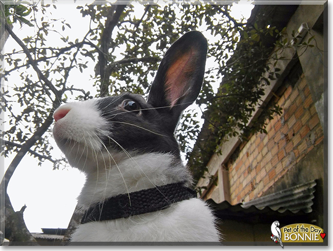 Bonnie the Dutch Rabbit, the Pet of the Day