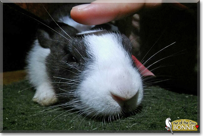 Bonnie the Dutch Rabbit, the Pet of the Day