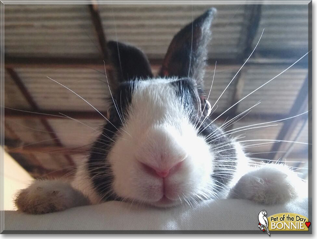 Bonnie the Dutch Rabbit, the Pet of the Day
