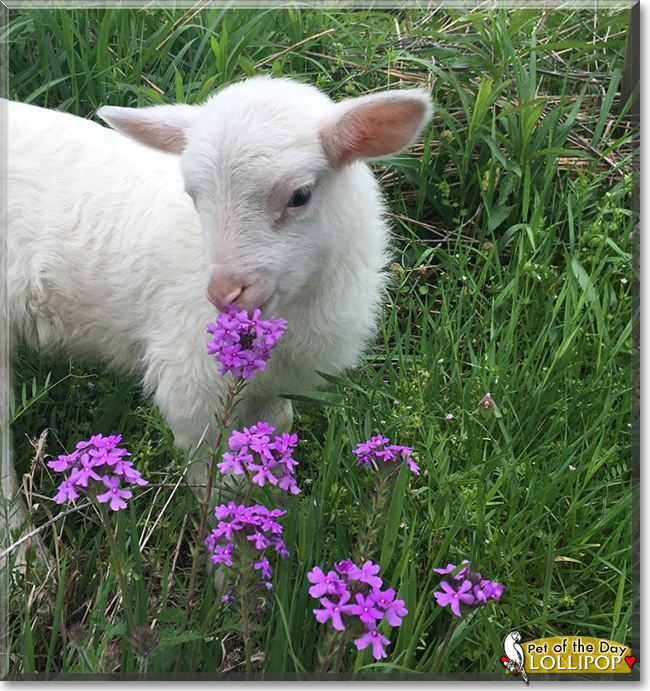 Lollipop the Sheep, the Pet of the Day