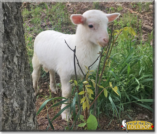 Lollipop the Sheep, the Pet of the Day