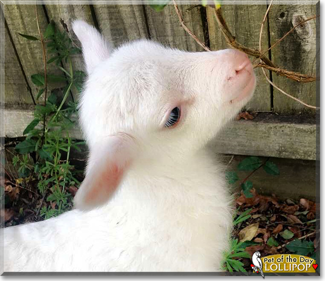 Lollipop the Sheep, the Pet of the Day