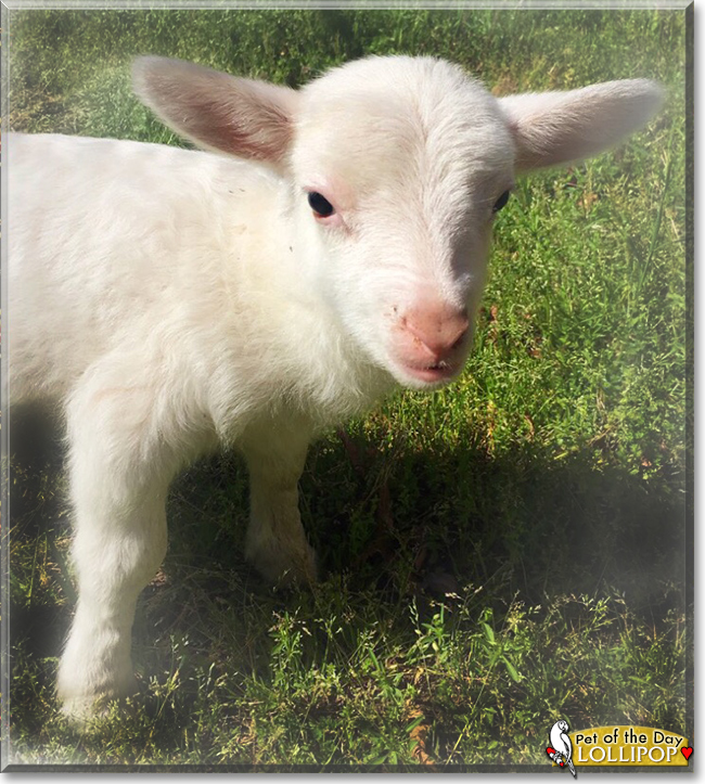 Lollipop the Sheep, the Pet of the Day