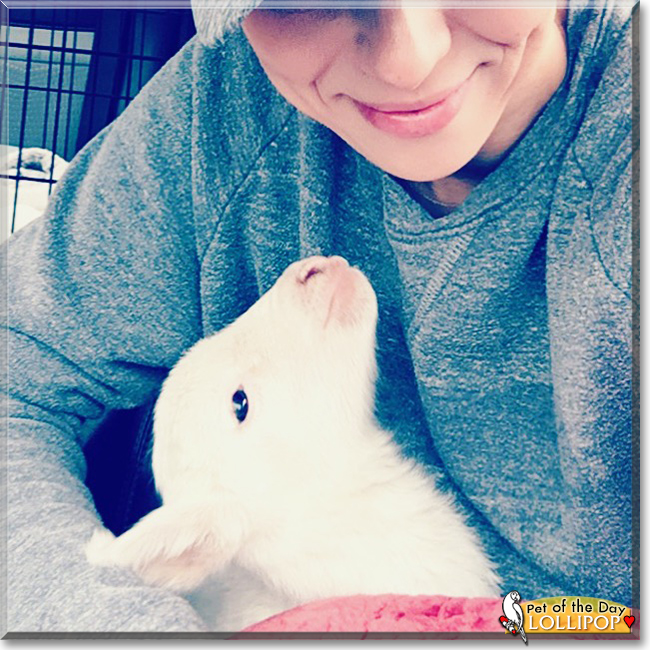 Lollipop the Sheep, the Pet of the Day