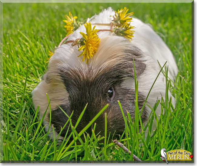 Merlin the Guinea Pig, the Pet of the Day