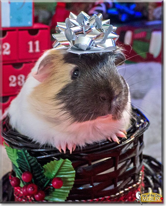 Merlin the Guinea Pig, the Pet of the Day