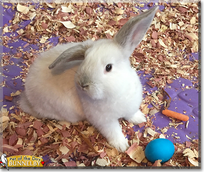 Bunnelby the Rabbit, the Pet of the Day