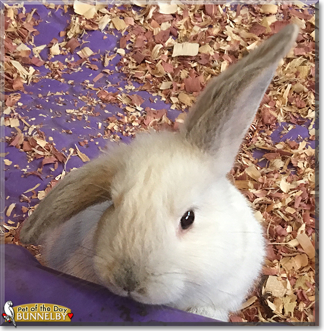 Bunnelby the Rabbit, the Pet of the Day