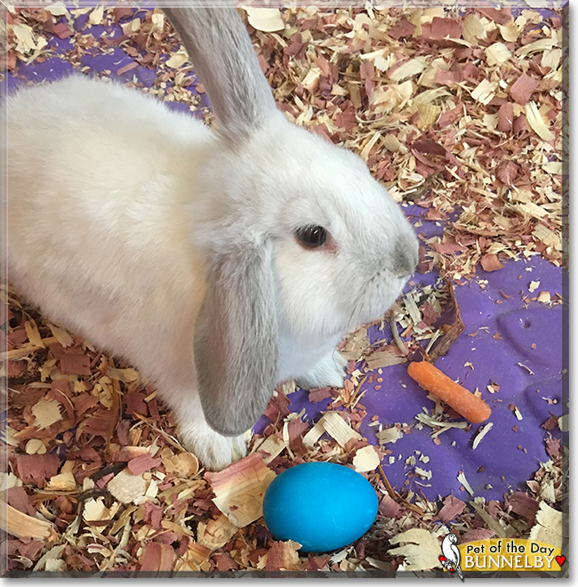 Bunnelby the Rabbit, the Pet of the Day