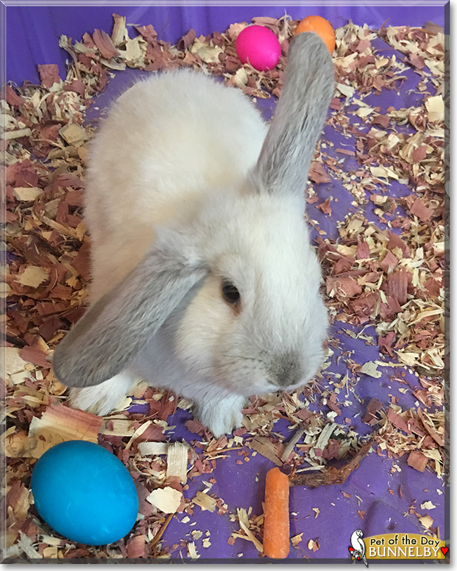 Bunnelby the Rabbit, the Pet of the Day