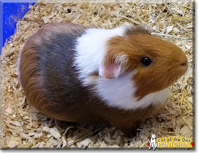 Pünktchen the Guinea Pig, the Pet of the Day