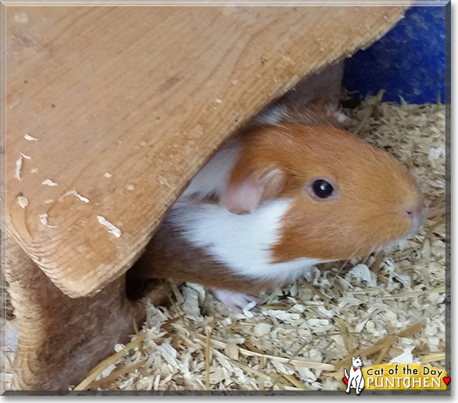 Pünktchen the Guinea Pig, the Pet of the Day