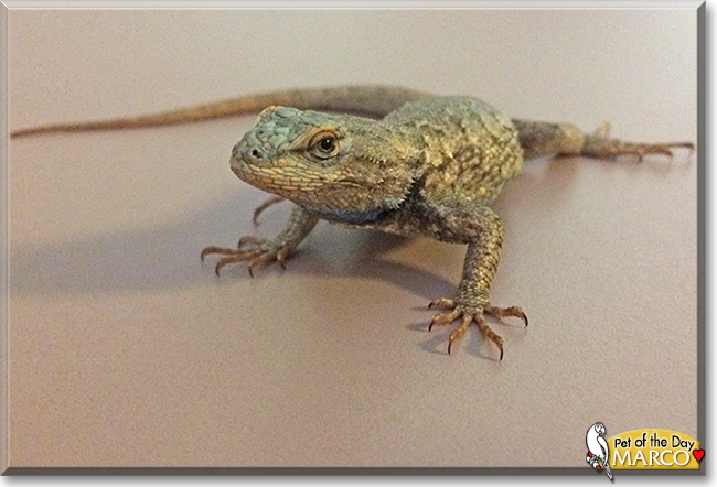 Marco the Western Fence Lizard, the Pet of the Day