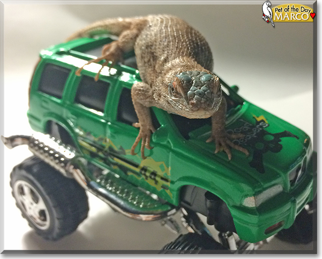 Marco the Western Fence Lizard, the Pet of the Day
