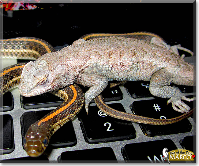 Marco the Western Fence Lizard, the Pet of the Day
