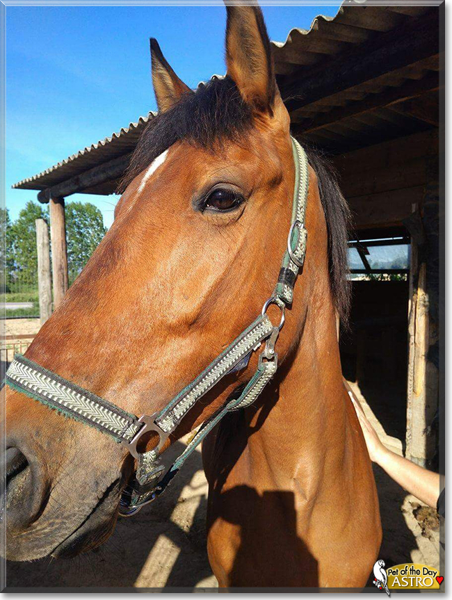 Astro the Horse, the Pet of the Day