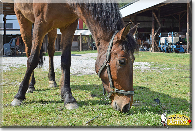 Astro the Horse, the Pet of the Day
