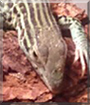War the Skink