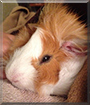 Alfred the Guinea Pig