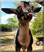Ember the Nigerian Dwarf Goat