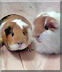 Lilli and Nelli the Guinea Pigs